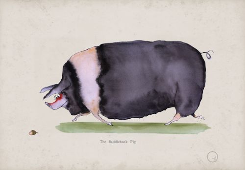 The Saddleback Pig, fun heritage art print by Tony Fernandes